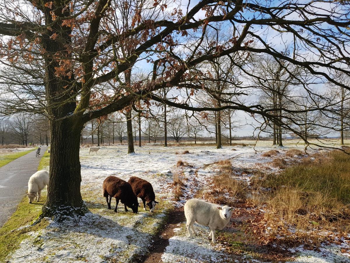 Hoeve Den Anholt Ruinen Exterior photo